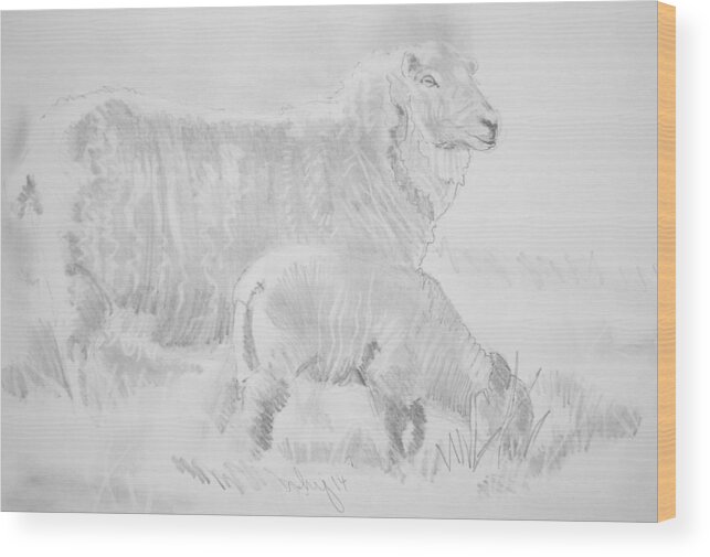 Sheep Wood Print featuring the drawing Sheep Lamb Pencil Drawing by Mike Jory