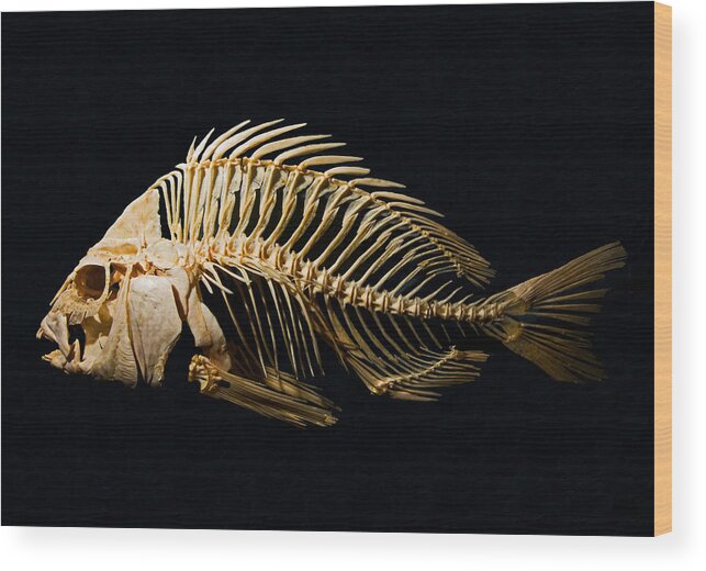 Animal Wood Print featuring the photograph Sheepshead Fish Skeleton by Millard H. Sharp
