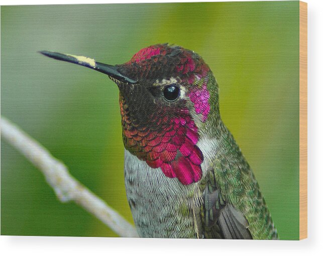 Hummer Wood Print featuring the photograph Shining Brightly by Lynn Bauer