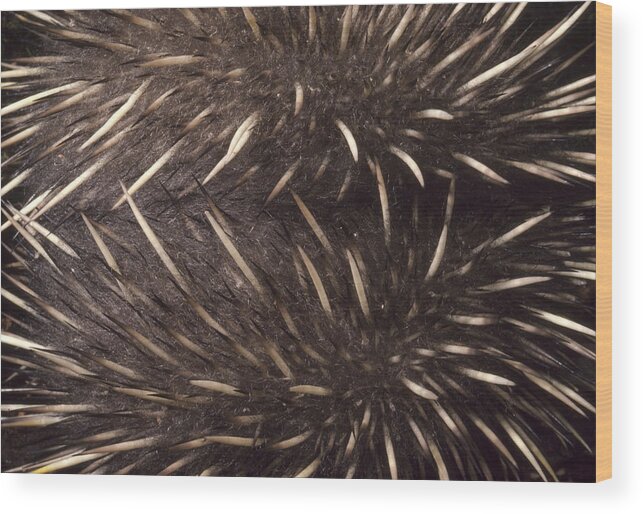 535908 Wood Print featuring the photograph Short-beaked Echidna Spines Australia by D. Parer & E. Parer-Cook