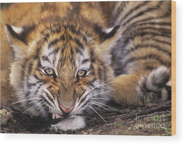 Siberian Tiger Wood Print featuring the photograph Siberian Tiger Cub Panthera Tigris Altaicia Wildlife Rescue by Dave Welling