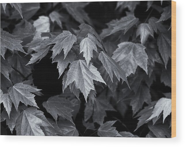 Maple Leaves Wood Print featuring the photograph Silver Maple by Dan Hefle