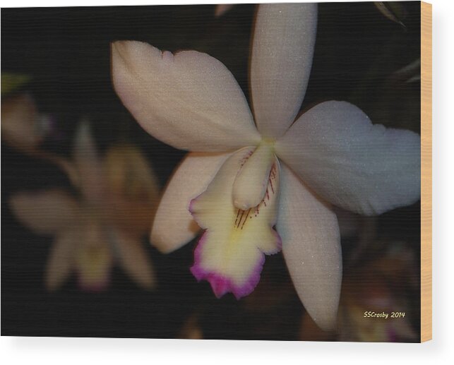 Cattleya Wood Print featuring the photograph Silver Star SVO Cattleya by Susan Stevens Crosby