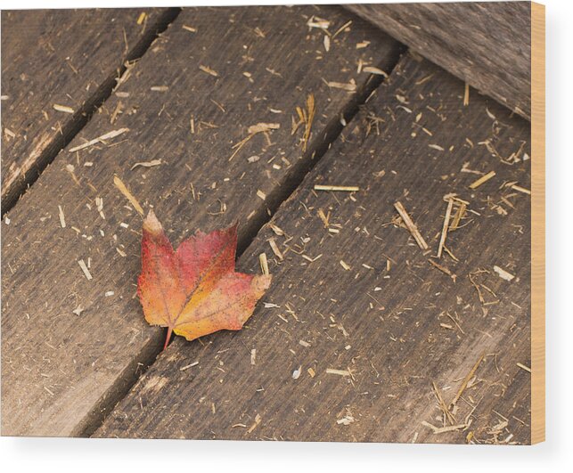 Maple Wood Print featuring the photograph Single Maple Leaf by Photographic Arts And Design Studio