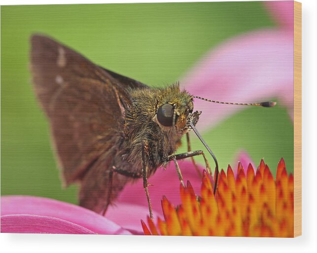 Moth Wood Print featuring the photograph Skipper Moth by Juergen Roth