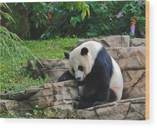 Wild Life Wood Print featuring the photograph Sleepy Panda by Oswald George Addison