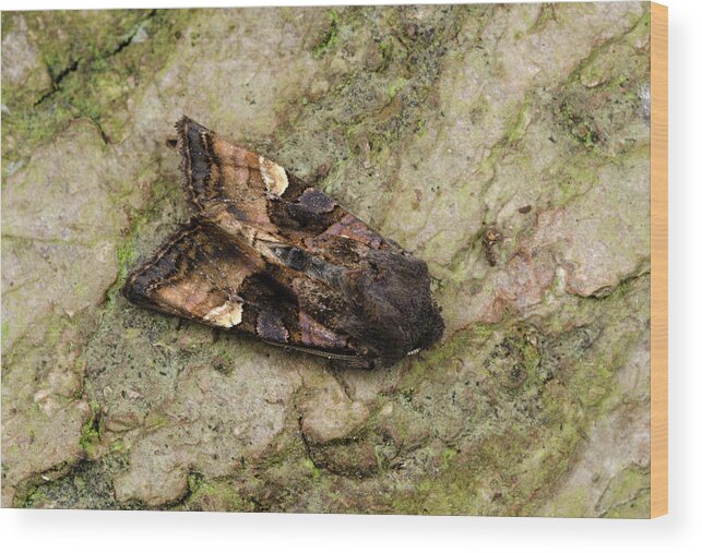 Insect Wood Print featuring the photograph Small Angle Shades Moth by Nigel Downer