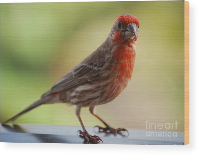Bird Wood Print featuring the photograph Small Brown and Red Bird by DejaVu Designs