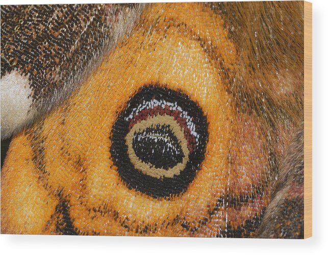Feb0514 Wood Print featuring the photograph Small Emperor Moth Eyespot On Wing by Thomas Marent