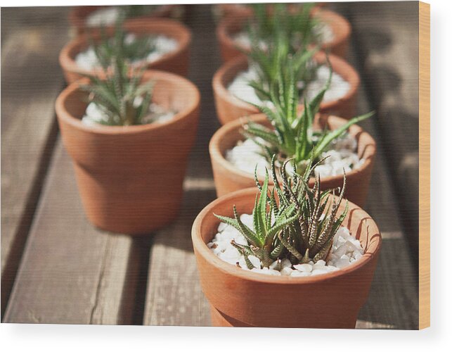 Tranquility Wood Print featuring the photograph Small Succulents In Terracotta Pots by Stacey Macqueen
