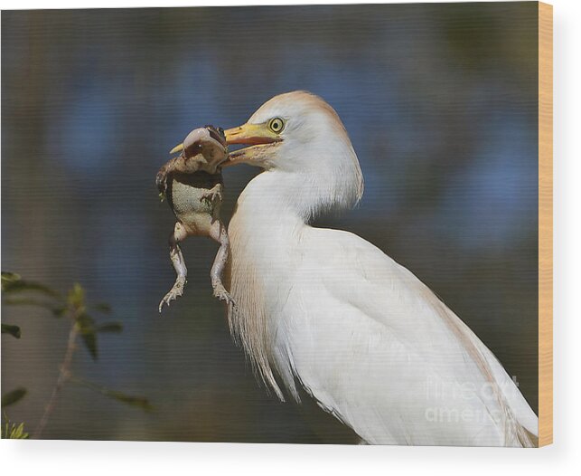 Egret Wood Print featuring the photograph Snagged by Kathy Baccari