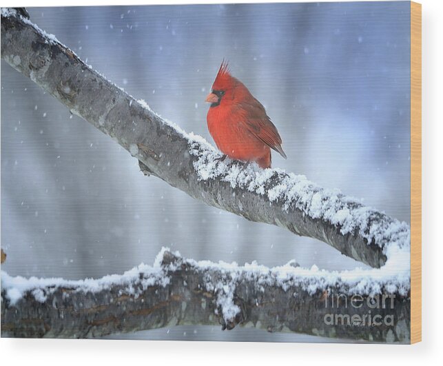 Nature Wood Print featuring the photograph Snow Bird by Nava Thompson