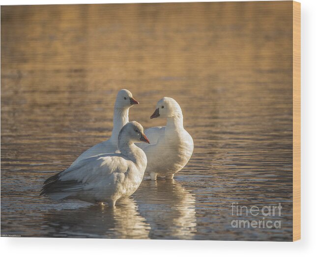 Snow Goose Wood Print featuring the photograph Snow Geese 3 by Mitch Shindelbower