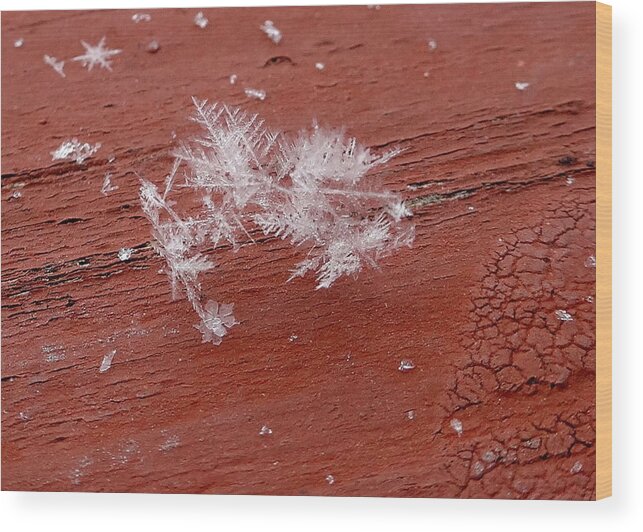 Snowflake Wood Print featuring the photograph Snowflake Cluster by Kathleen Luther