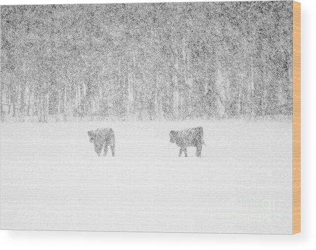 Highland Cattle Wood Print featuring the photograph Snowy Day Highland Cattle by Cheryl Baxter