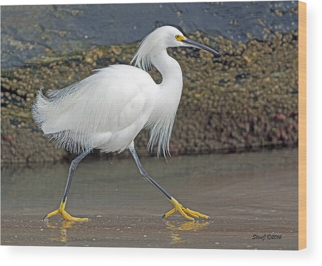 Snowy Egret Wood Print featuring the photograph Snowy Egret Strutting by Stephen Johnson