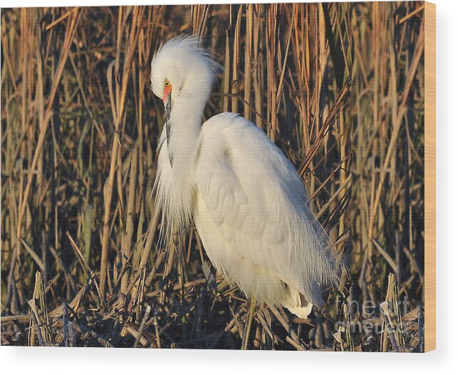 Birds Wood Print featuring the photograph Snowy Egret With Breeding Colors by Kathy Baccari