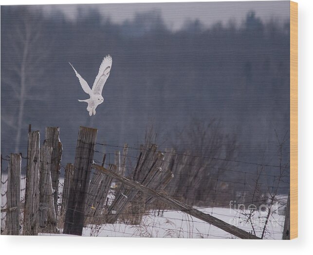 Field Wood Print featuring the photograph Snowy Lift Off by Cheryl Baxter