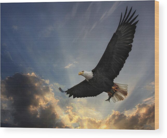 Bird Wood Print featuring the photograph Soar to new heights by Lori Deiter