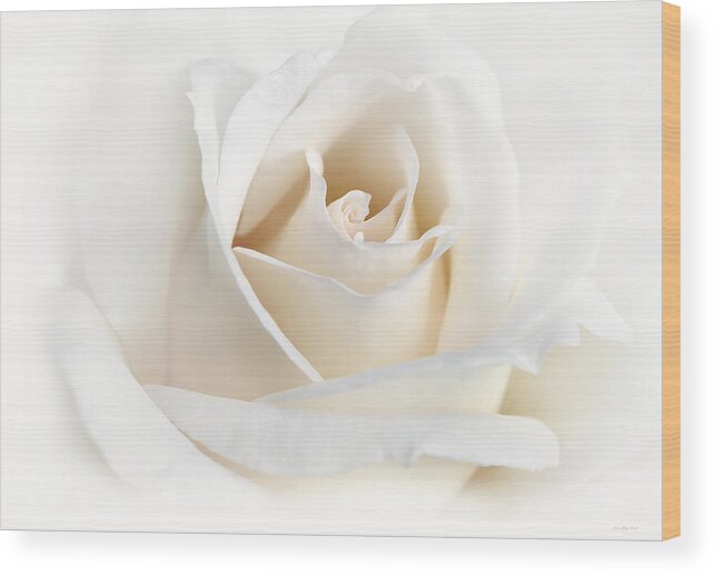 Rose Wood Print featuring the photograph Soft Ivory Rose Flower by Jennie Marie Schell