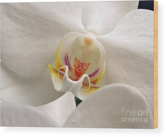 Orchid Wood Print featuring the photograph Soft Orchid by Kathi Mirto