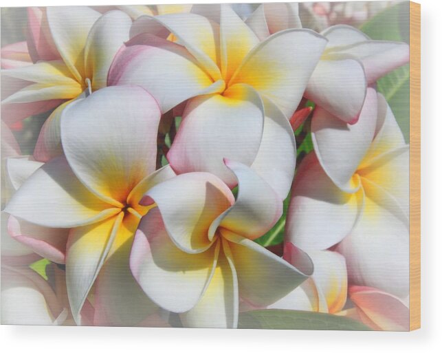 Macro Wood Print featuring the photograph Soft Plumeria Natural Bouquet by DJ Florek