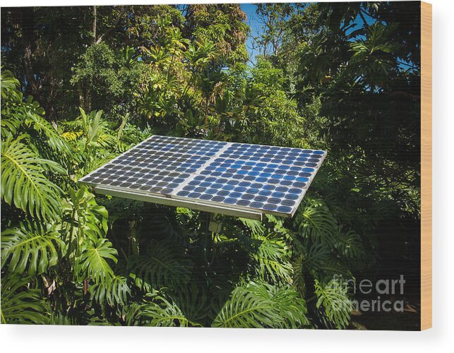 Solar Panel Wood Print featuring the photograph Solar Panel in Jungle by Blake Webster