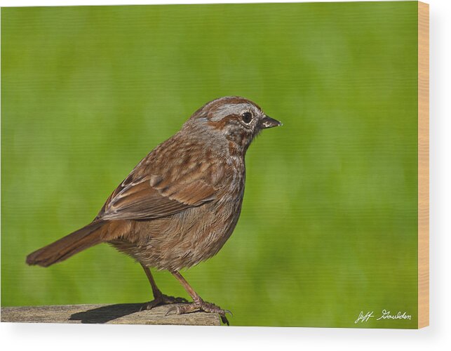 Animal Wood Print featuring the photograph Song Sparrow on a Log by Jeff Goulden