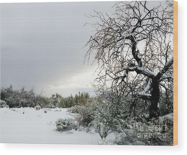 Desert Wood Print featuring the photograph Sonoran Snow by Tamara Becker