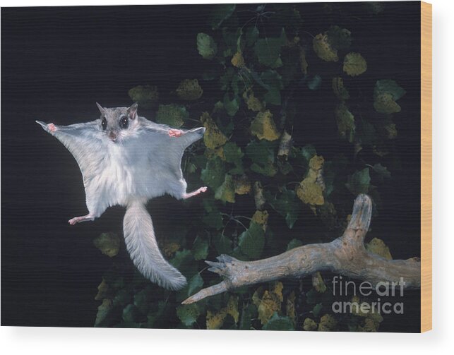 Southern Flying Squirrel Wood Print featuring the photograph Southern Flying Squirrel by Nick Bergkessel Jr