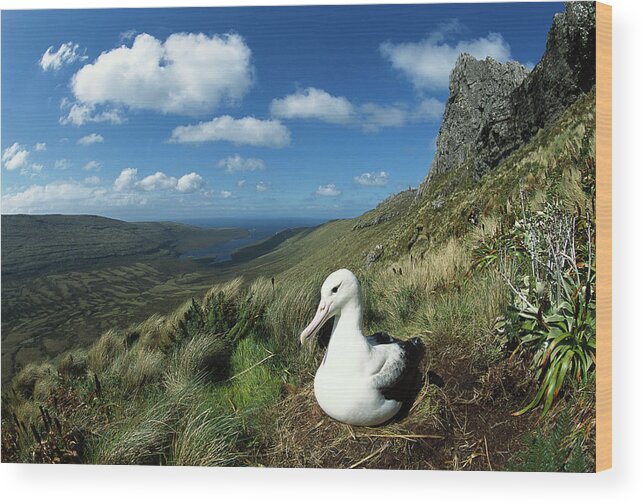00142934 Wood Print featuring the photograph Southern Royal Albatross by Tui De Roy