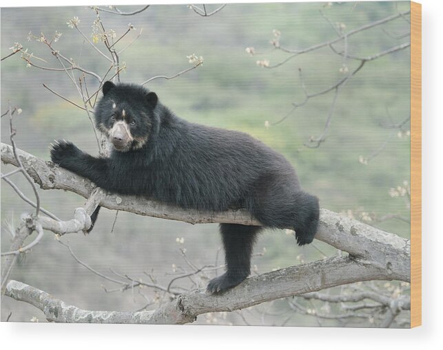 538036 Wood Print featuring the photograph Spectacled Bear Chaparri Reserve Peru by Kevin Schafer