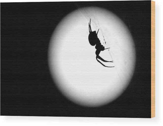 Spiders Wood Print featuring the photograph Spider Moon by Susan Moody