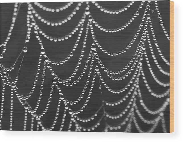 Spider Web Wood Print featuring the photograph Spider Web by Jim Dollar