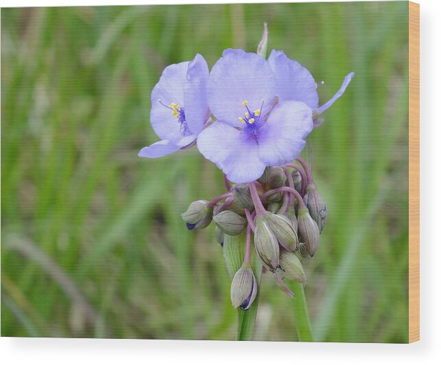 Nature Wood Print featuring the photograph Spiderwort by Peggy King