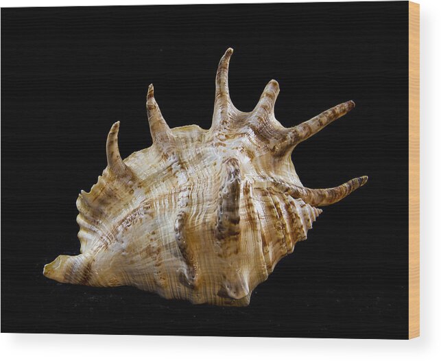 Shell Wood Print featuring the photograph Spikes back side by Jean Noren