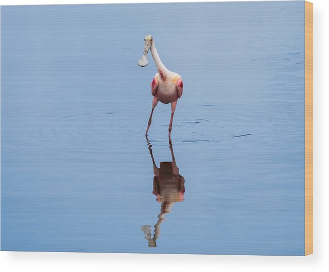 Roseate Spoonbill Wood Print featuring the photograph Spoonie Striking a Pose by John M Bailey