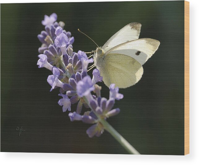 Insect Wood Print featuring the photograph Spot by Arthur Fix