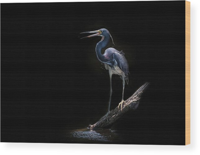 Tricolored Heron Wood Print featuring the photograph Spotlight by Ghostwinds Photography