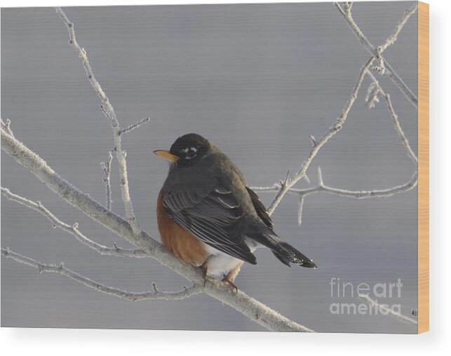 Springtime Wood Print featuring the photograph Spring ? by Randy Bodkins