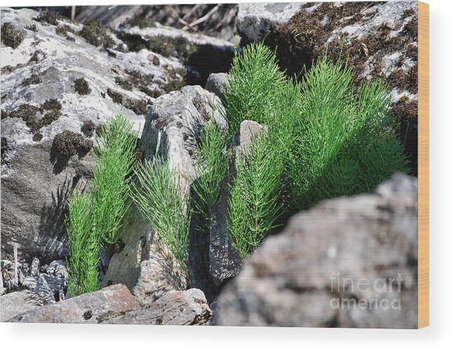 Evergreen Wood Print featuring the photograph Spring Growth by Sharon Elliott