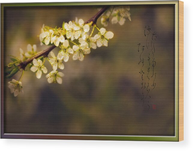 Nature Wood Print featuring the photograph Spring Haiga poem with Plum blossoms by Peter V Quenter