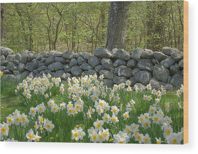 Spring Wood Print featuring the photograph Spring in The Country by Judy Salcedo