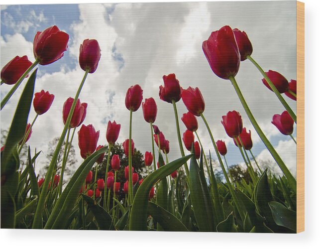 Flowers Wood Print featuring the photograph Spring is in the Air by Michael Dorn