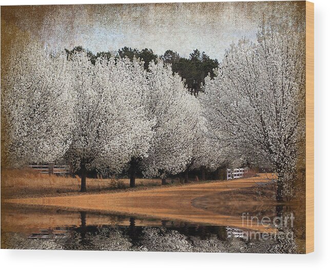Flowers Wood Print featuring the photograph Spring Pear Blossoms by Kathy Baccari