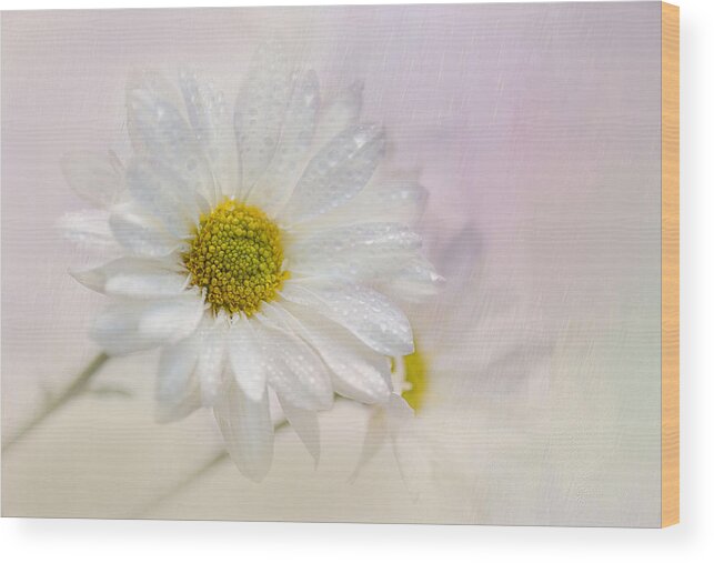 Daisy Wood Print featuring the photograph Spring Rain by Robin-Lee Vieira