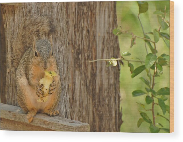 Squirrel Wood Print featuring the photograph Squirrel and Apple by Susan Moody