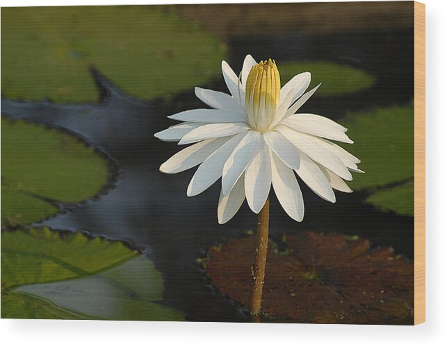 Water Wood Print featuring the photograph Stand Tall Lily by Pat Exum