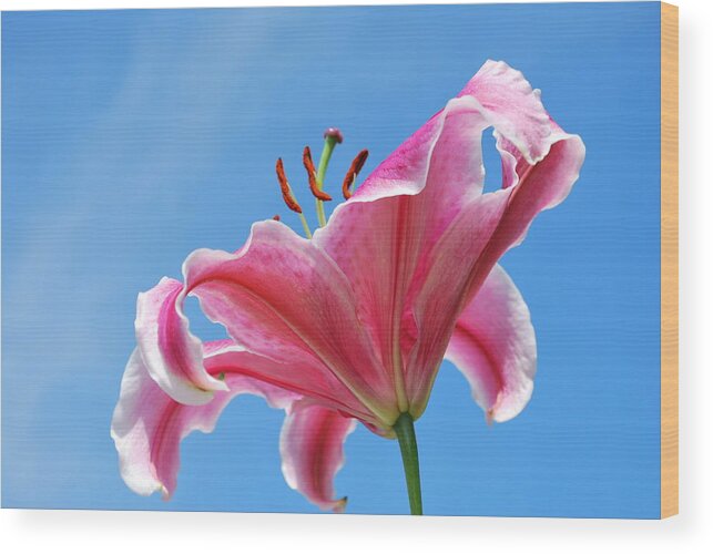 Nature Wood Print featuring the photograph Stargazer Lily Series 3 of 4 by May Photography