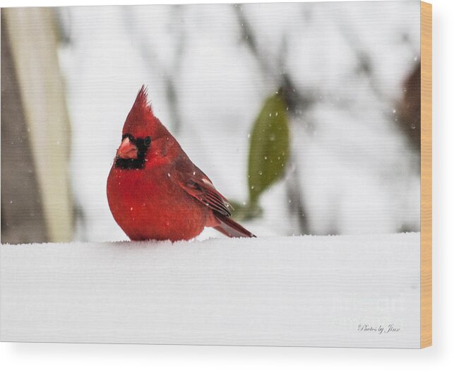 Cardinal Bird Prints Wood Print featuring the photograph Sticking Out... by Jinx Farmer